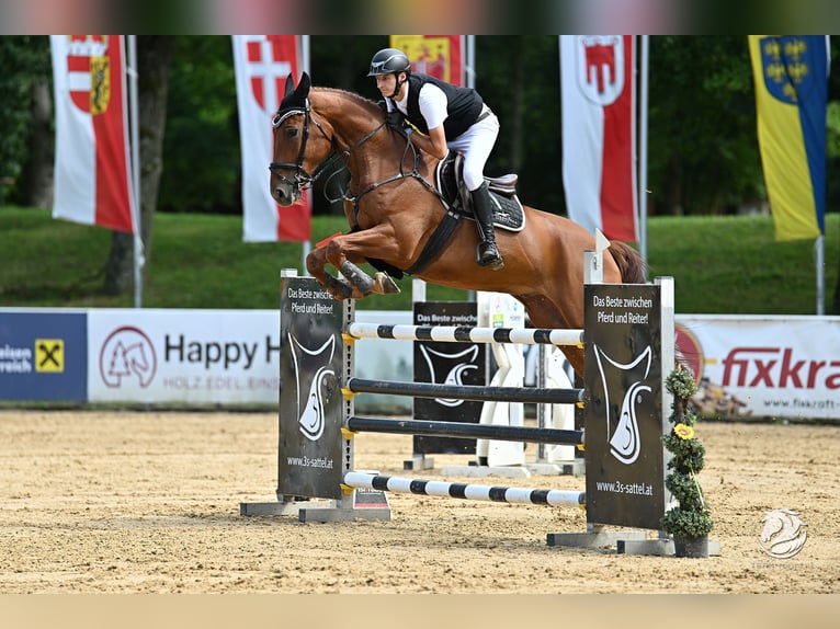 Irish Sport Horse Wallach 7 Jahre 175 cm Fuchs in Amberg