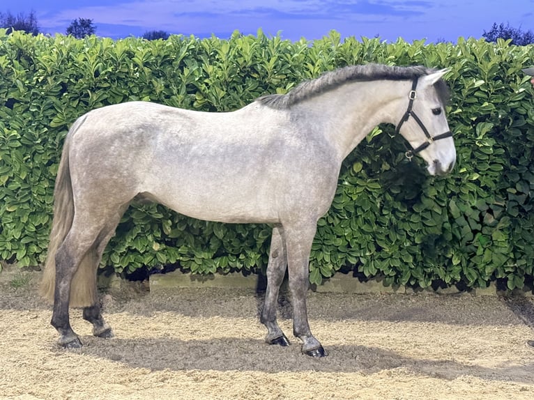 Irish Sport Horse Wallach 8 Jahre 146 cm  in GROTE-BROGEL