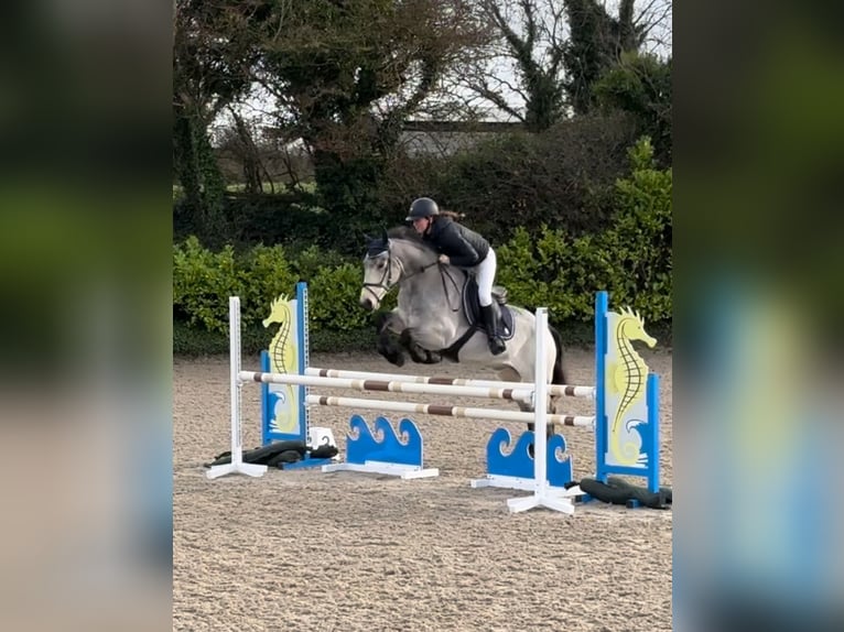 Irish Sport Horse Wallach 8 Jahre 148 cm  in Galway