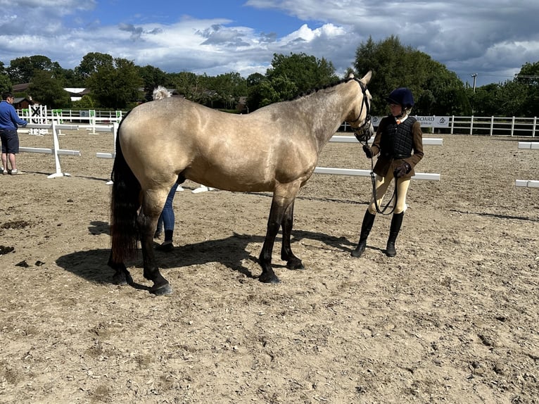 Irish Sport Horse Wallach 8 Jahre 148 cm  in Galway