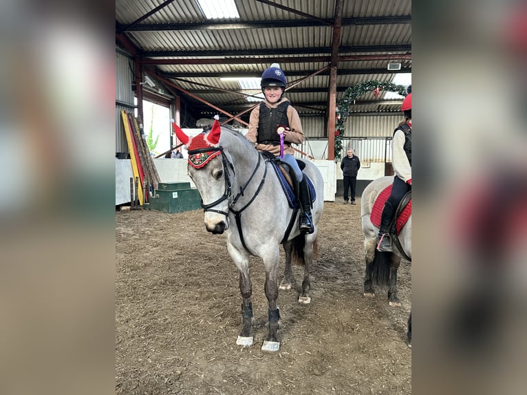 Irish Sport Horse Wallach 8 Jahre 148 cm  in Galway