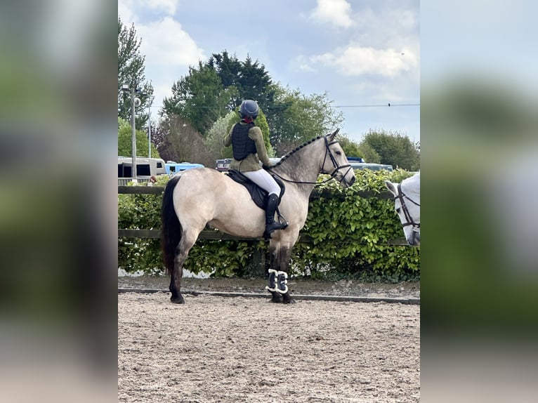 Irish Sport Horse Wallach 8 Jahre 148 cm  in Galway