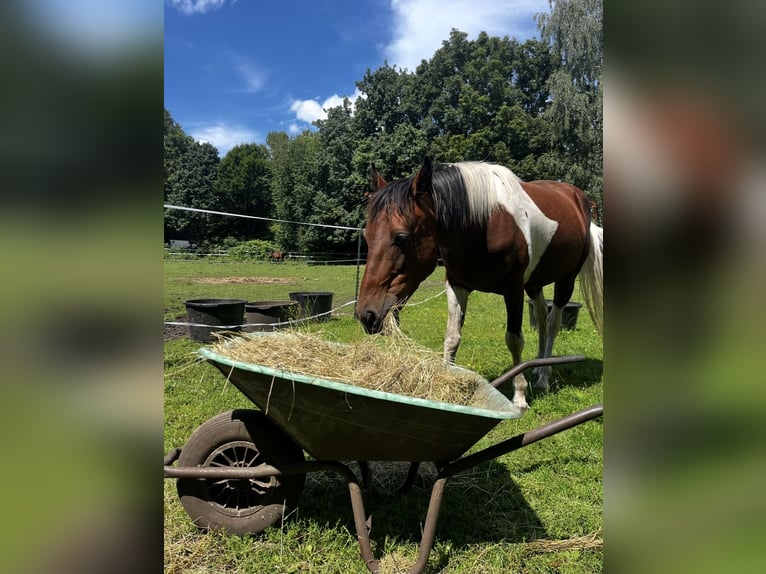 Irish Sport Horse Mix Wallach 8 Jahre 149 cm Schecke in Hannover