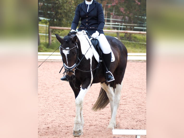 Irish Sport Horse Mix Wallach 8 Jahre 157 cm Schecke in Schwabach