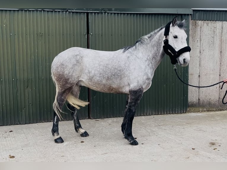 Irish Sport Horse Wallach 8 Jahre 158 cm Schimmel in Sligo