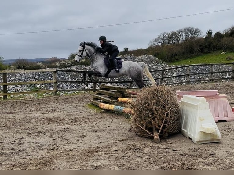 Irish Sport Horse Wallach 8 Jahre 158 cm Schimmel in Sligo