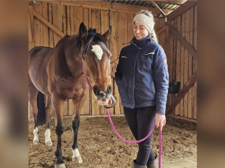 Irish Sport Horse Mix Wallach 8 Jahre 160 cm Brauner in Groß Särchen