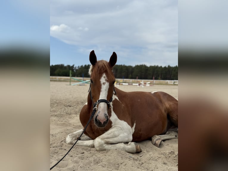 Irish Sport Horse Wallach 8 Jahre 160 cm Schecke in Rückersdorf