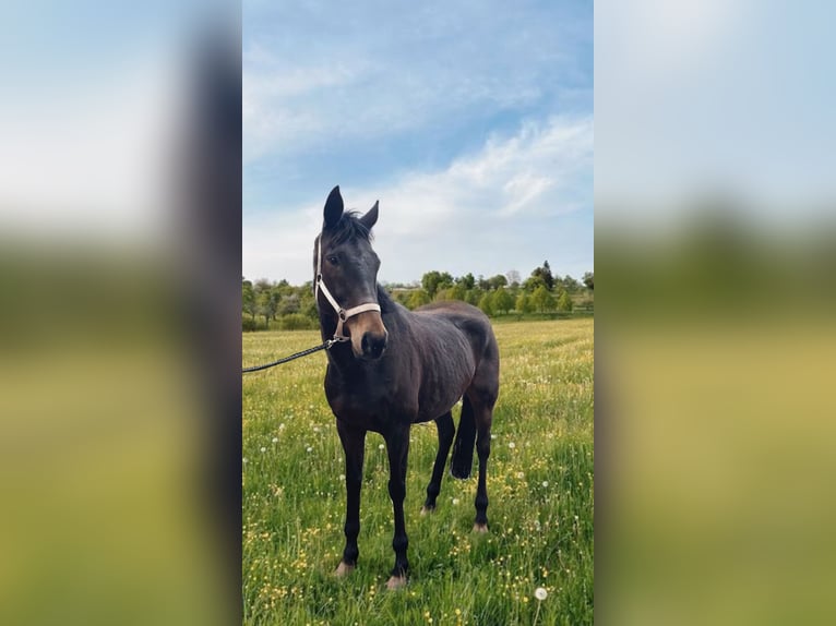 Irish Sport Horse Wallach 8 Jahre 163 cm Brauner in Norderstedt