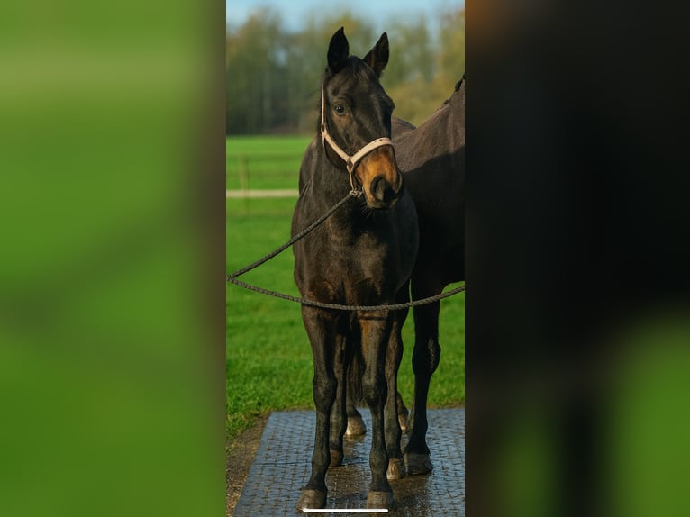 Irish Sport Horse Wallach 8 Jahre 163 cm Brauner in Norderstedt