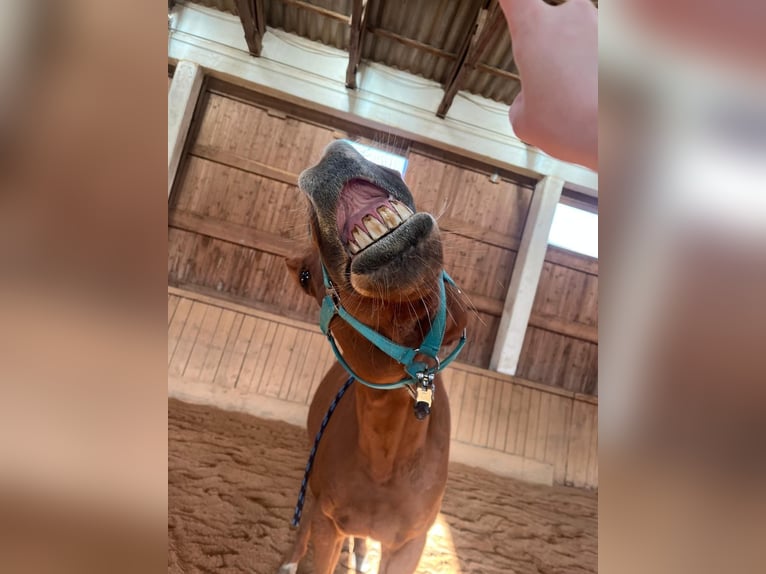 Irish Sport Horse Wallach 8 Jahre 165 cm Fuchs in Rohr