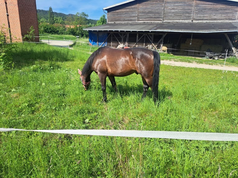 Irish Sport Horse Wallach 8 Jahre 166 cm Brauner in Springe