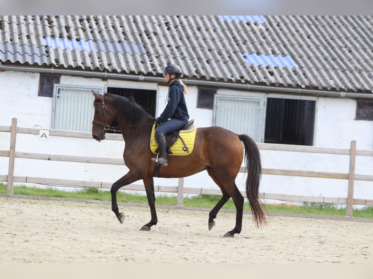 Irish Sport Horse Wallach 8 Jahre 167 cm Brauner in Bogaarden
