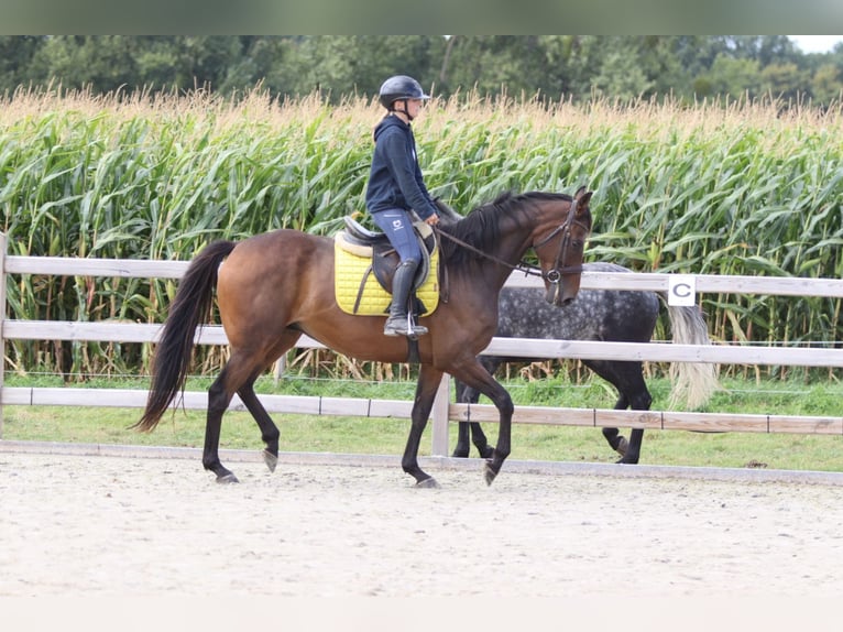 Irish Sport Horse Wallach 8 Jahre 167 cm Brauner in Bogaarden