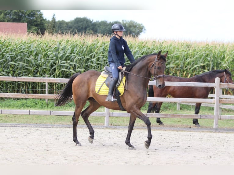 Irish Sport Horse Wallach 8 Jahre 167 cm Brauner in Bogaarden