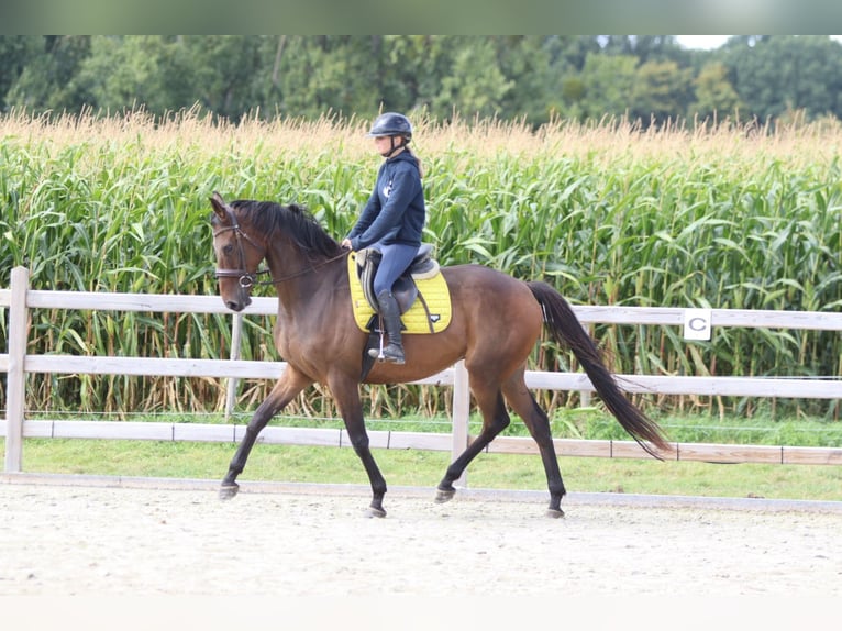 Irish Sport Horse Wallach 8 Jahre 167 cm Brauner in Bogaarden