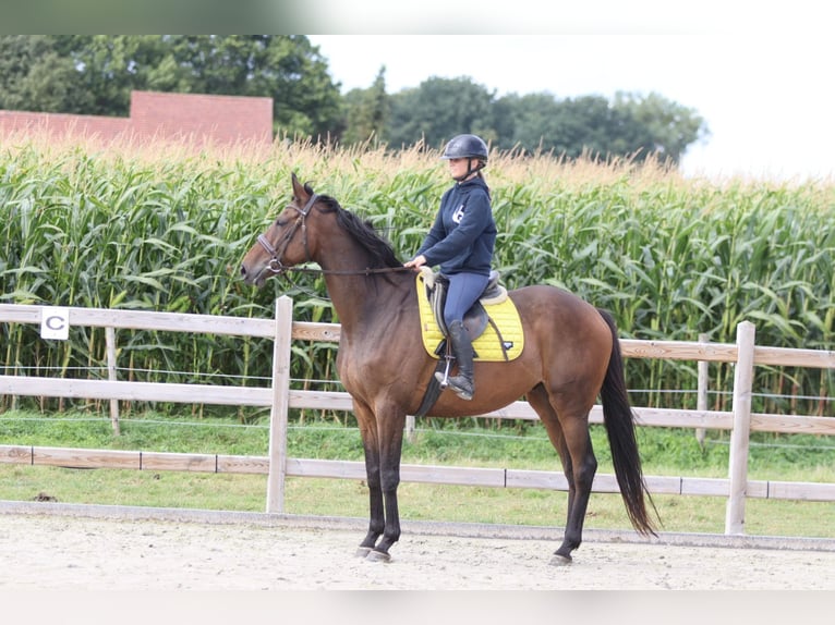 Irish Sport Horse Wallach 8 Jahre 167 cm Brauner in Bogaarden