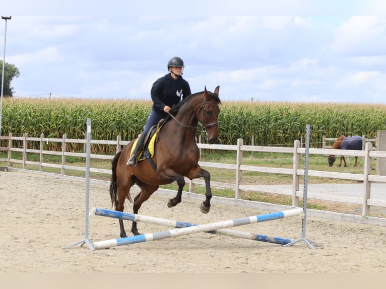 Irish Sport Horse Wallach 8 Jahre 167 cm Brauner in Bogaarden