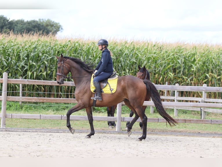 Irish Sport Horse Wallach 8 Jahre 167 cm Brauner in Bogaarden