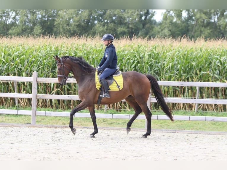 Irish Sport Horse Wallach 8 Jahre 167 cm Brauner in Bogaarden