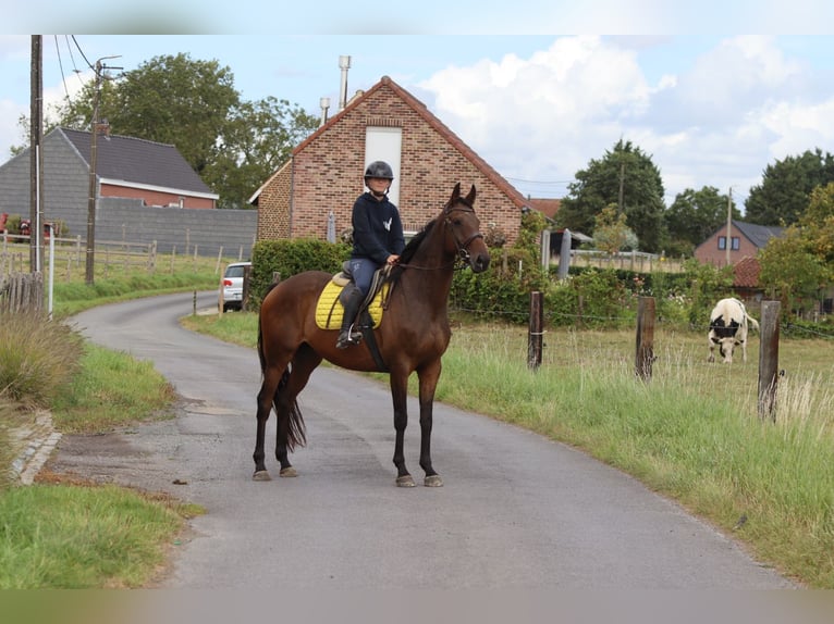 Irish Sport Horse Wallach 8 Jahre 167 cm Brauner in Bogaarden