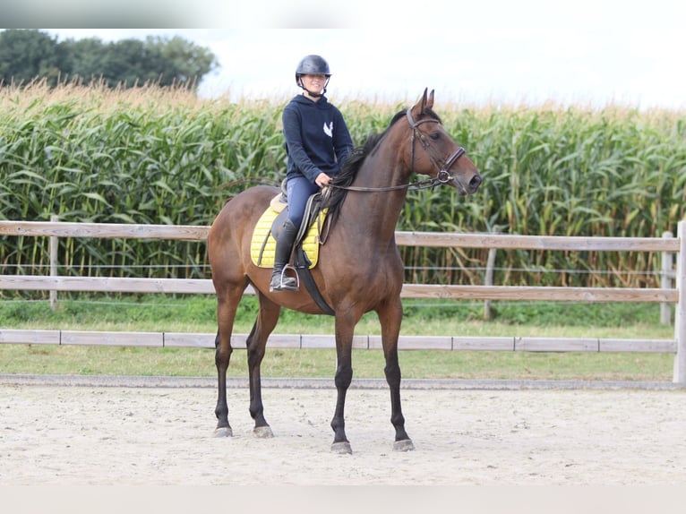 Irish Sport Horse Wallach 8 Jahre 167 cm Brauner in Bogaarden