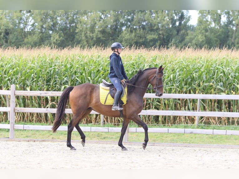 Irish Sport Horse Wallach 8 Jahre 167 cm Brauner in Bogaarden