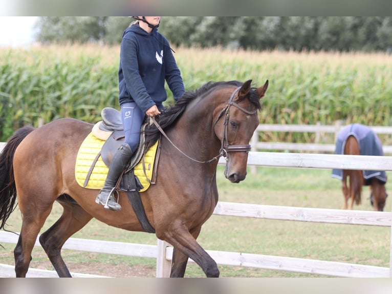 Irish Sport Horse Wallach 8 Jahre 167 cm Brauner in Bogaarden