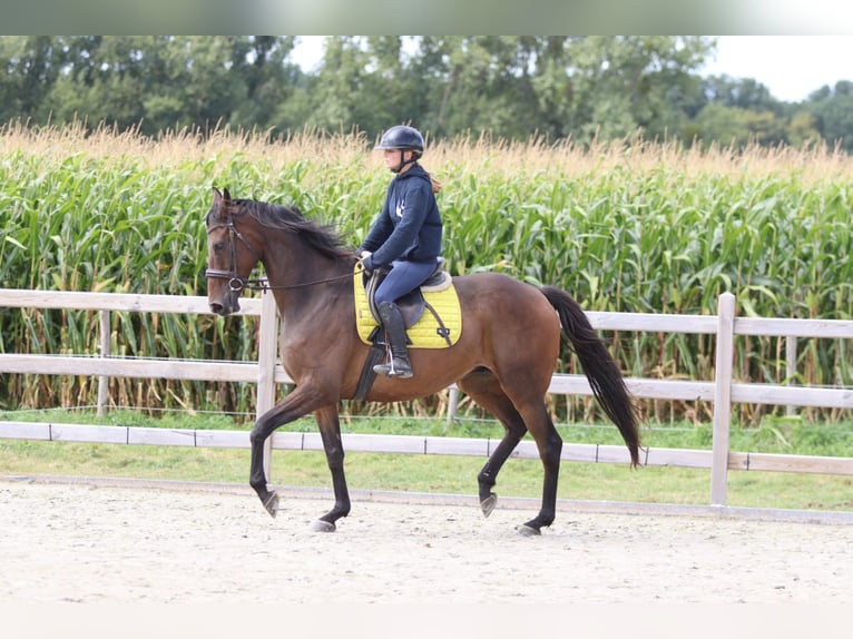 Irish Sport Horse Wallach 8 Jahre 167 cm Brauner in Bogaarden