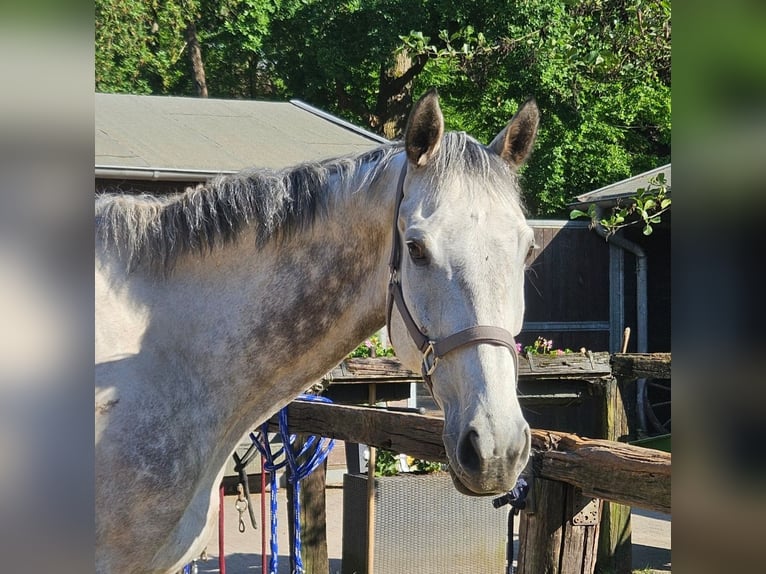 Irish Sport Horse Wallach 8 Jahre 168 cm Apfelschimmel in Wachtendonk
