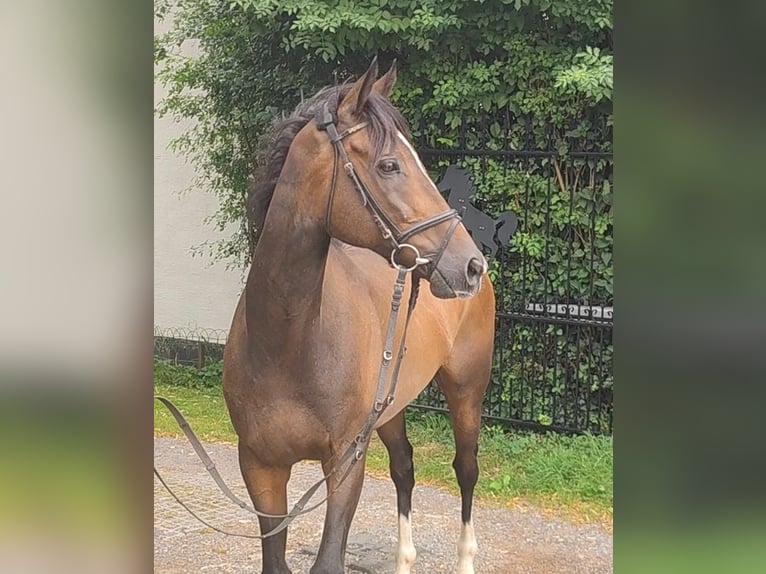 Irish Sport Horse Wallach 8 Jahre 168 cm Brauner in Blomberg