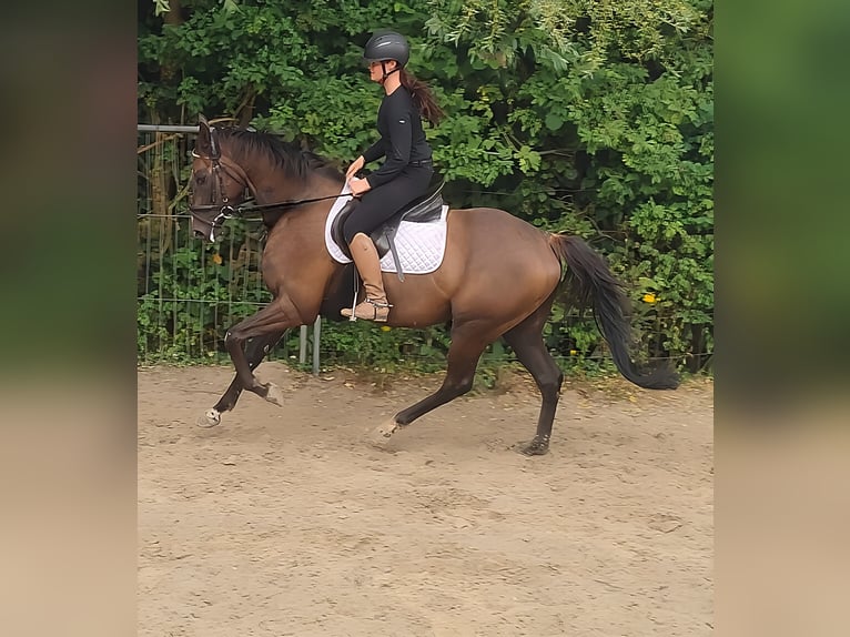 Irish Sport Horse Wallach 8 Jahre 168 cm Dunkelfuchs in Lage