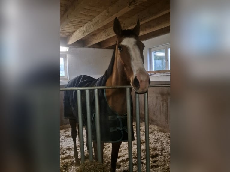 Irish Sport Horse Wallach 8 Jahre 168 cm Hellbrauner in Bickendorf
