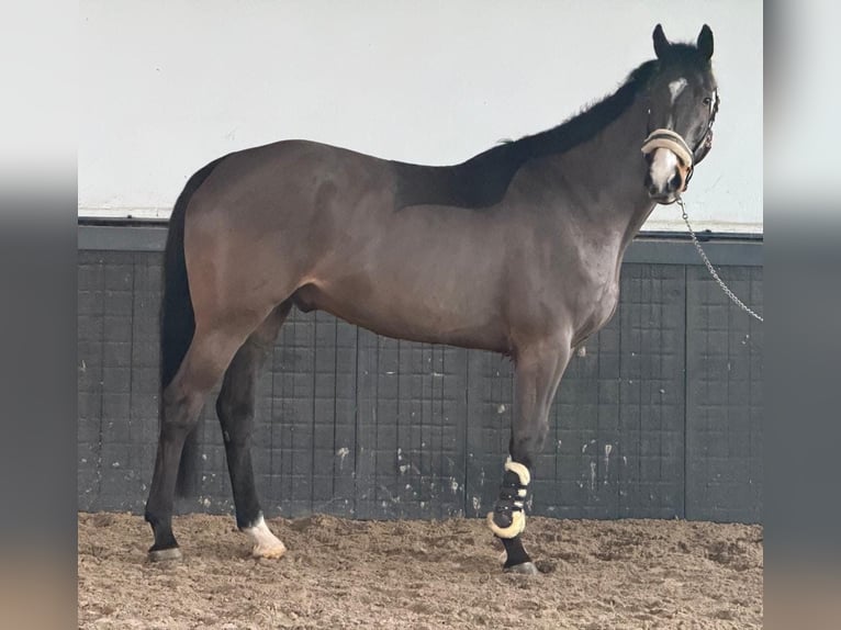 Irish Sport Horse Wallach 8 Jahre 170 cm Brauner in Someren