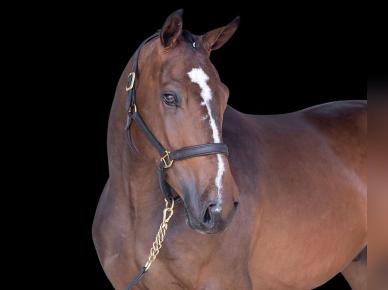 Irish Sport Horse Wallach 8 Jahre 170 cm Brauner in Ceske Budejovice