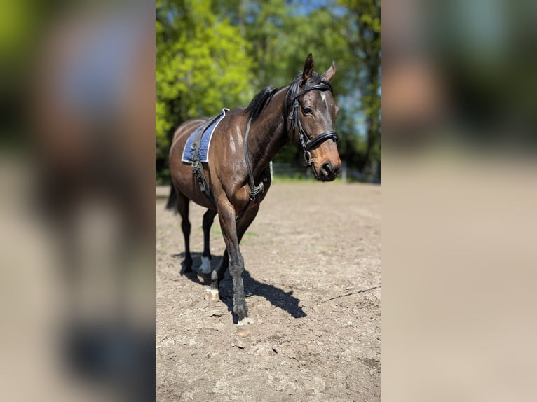 Irish Sport Horse Wallach 8 Jahre 170 cm Dunkelbrauner in Paderborn Irish Sport Horse Wallach 8 Jahre 170 cm Dunkelbrauner in Paderborn