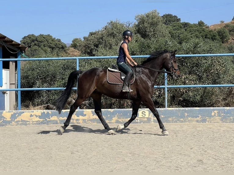 Irish Sport Horse Mix Wallach 8 Jahre 170 cm Dunkelbrauner in Malaga