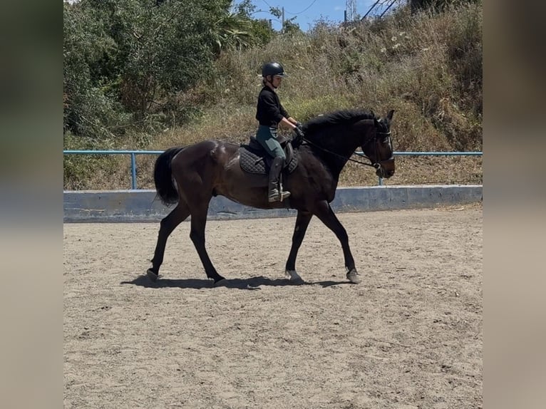 Irish Sport Horse Mix Wallach 8 Jahre 170 cm Dunkelbrauner in Malaga