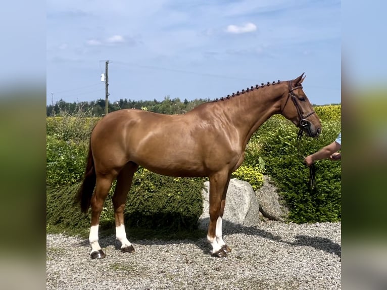 Irish Sport Horse Wallach 8 Jahre 170 cm Dunkelfuchs in Sligo