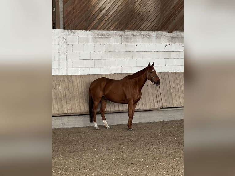 Irish Sport Horse Wallach 8 Jahre 170 cm Fuchs in Sandhausen