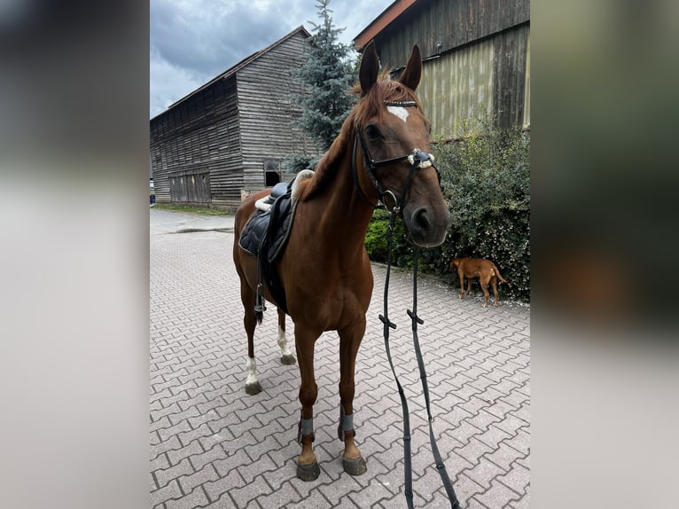 Irish Sport Horse Wallach 8 Jahre 170 cm Fuchs in Sandhausen