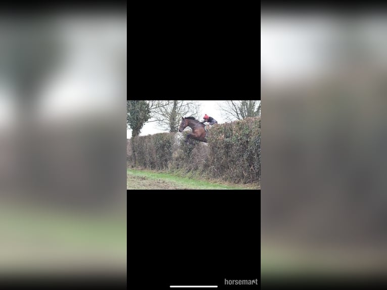 Irish Sport Horse Wallach 8 Jahre 170 cm Rotbrauner in Schenectady