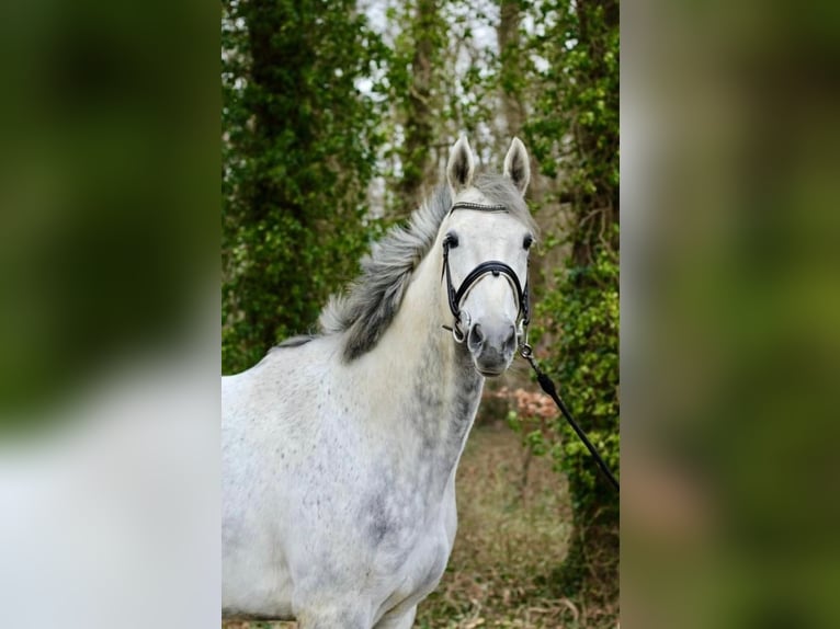 Irish Sport Horse Wallach 8 Jahre 171 cm Schimmel in Gescher