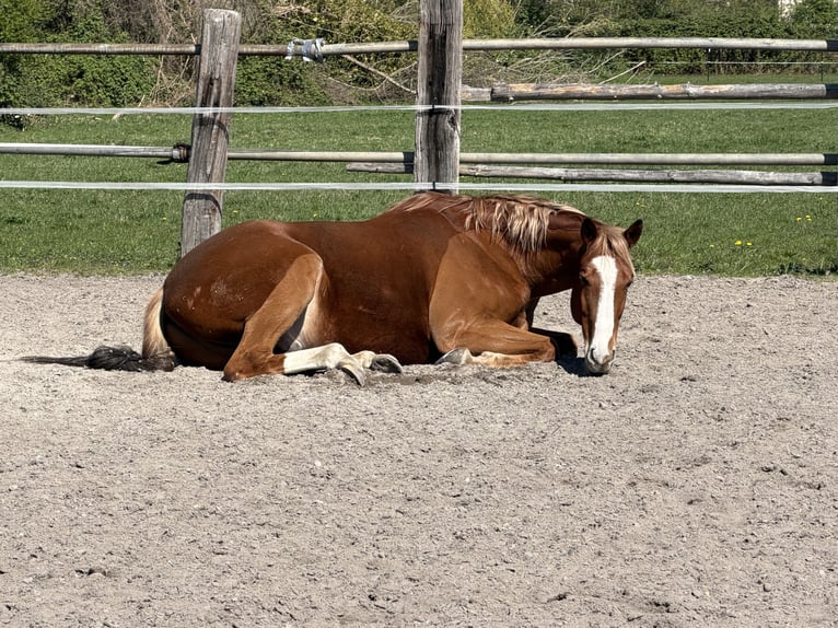 Irish Sport Horse Wallach 8 Jahre 172 cm Fuchs in Oberhausen-Rheinhausen