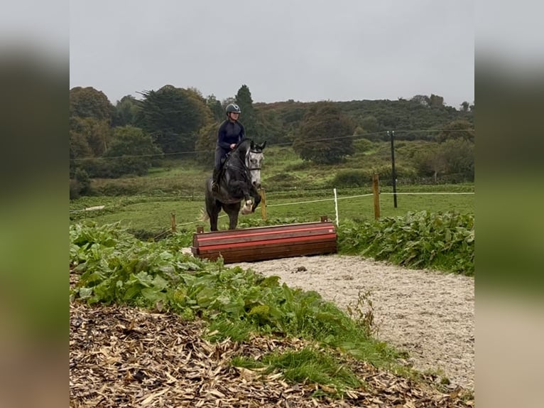 Irish Sport Horse Wallach 8 Jahre 173 cm Schimmel in Sligo