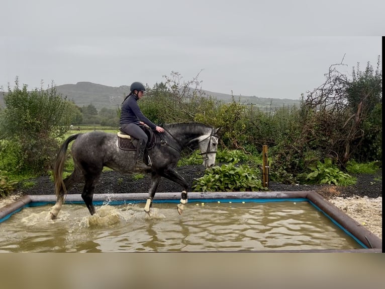 Irish Sport Horse Wallach 8 Jahre 173 cm Schimmel in Sligo
