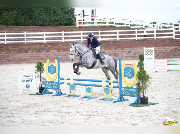 Irish Sport Horse Wallach 8 Jahre 173 cm Schimmel in MONAGHAN