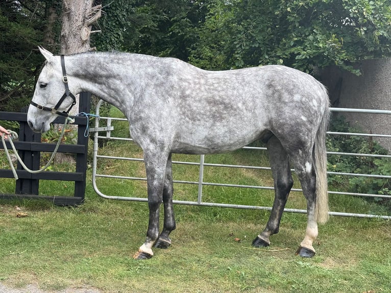 Irish Sport Horse Wallach 8 Jahre 173 cm Schimmel in MONAGHAN