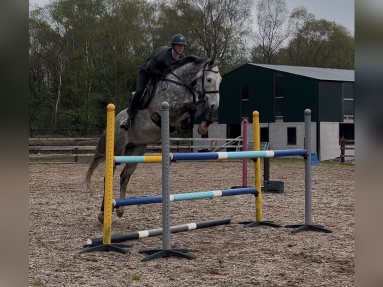 Irish Sport Horse Wallach 8 Jahre 173 cm Schimmel in MONAGHAN