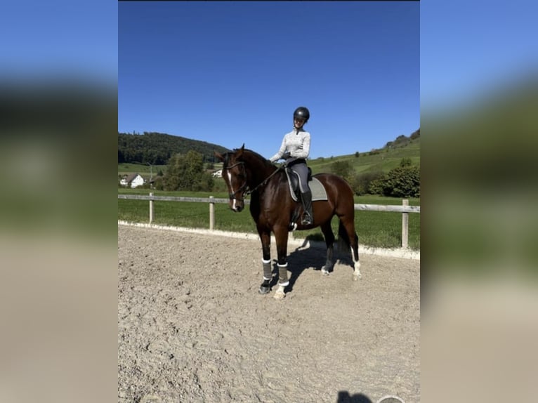 Irish Sport Horse Wallach 8 Jahre 175 cm Brauner in Thalheim AG